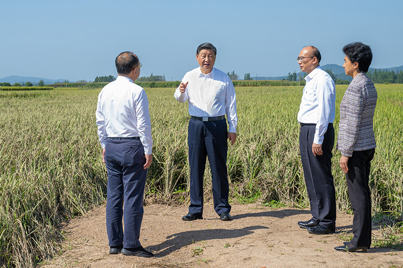 9月6日至8日，中共中央總書記、國家主席、中央軍委主席習(xí)近平在黑龍江考察。這是7日上午，習(xí)近平在遭受洪澇災(zāi)害的哈爾濱尚志市老街基鄉(xiāng)龍王廟村，察看水稻受災(zāi)情況。